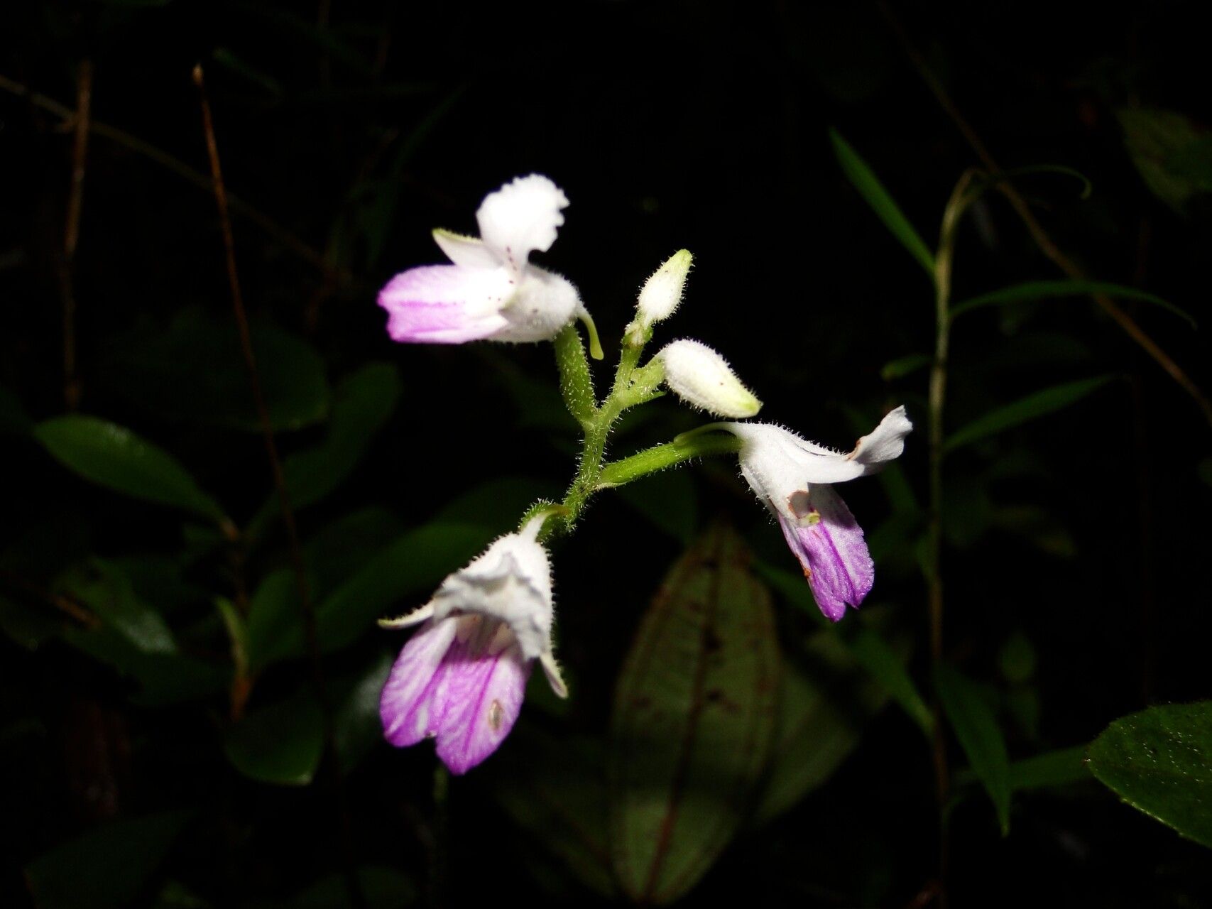 Cynorkis petiolata — houseplant care guide