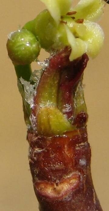 Commiphora multijuga flower