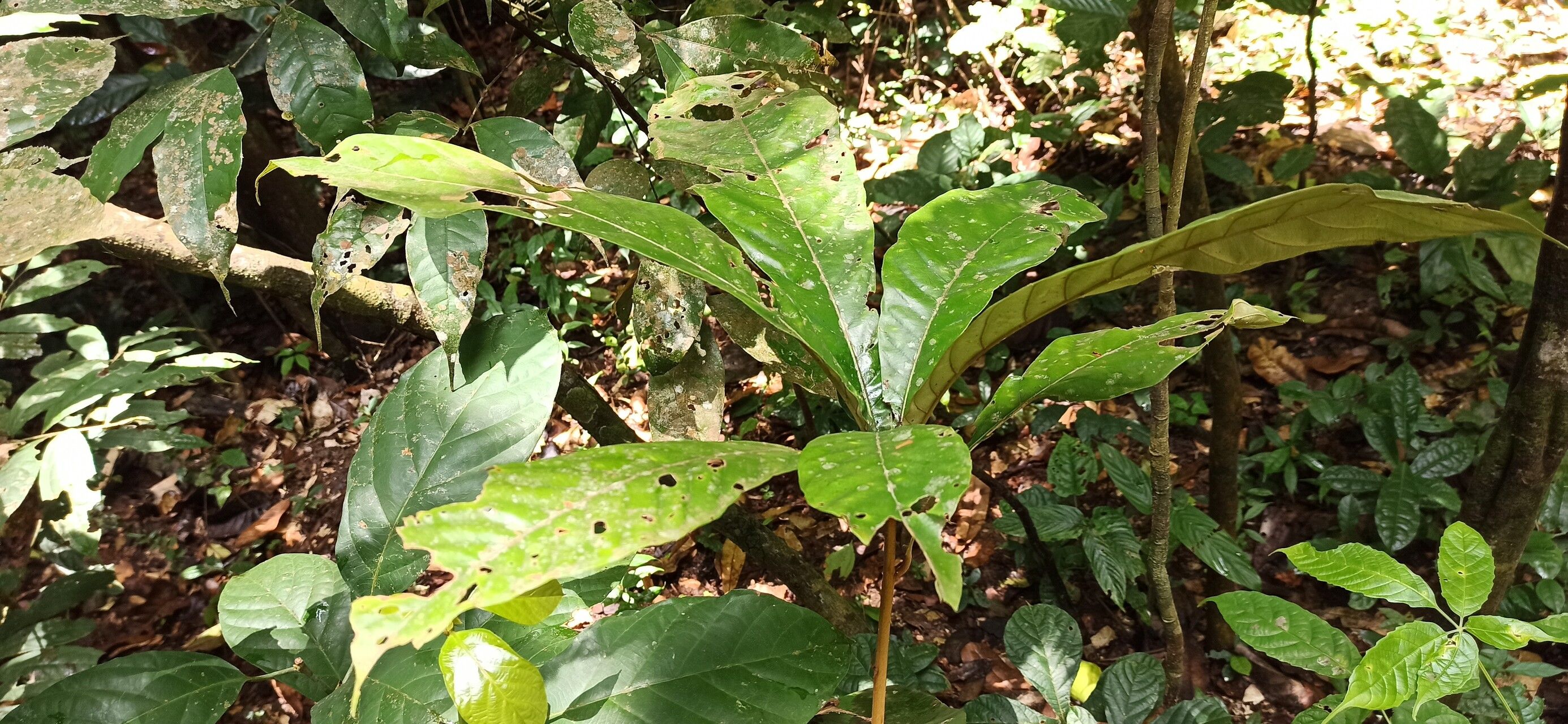Synsepalum msolo leaf