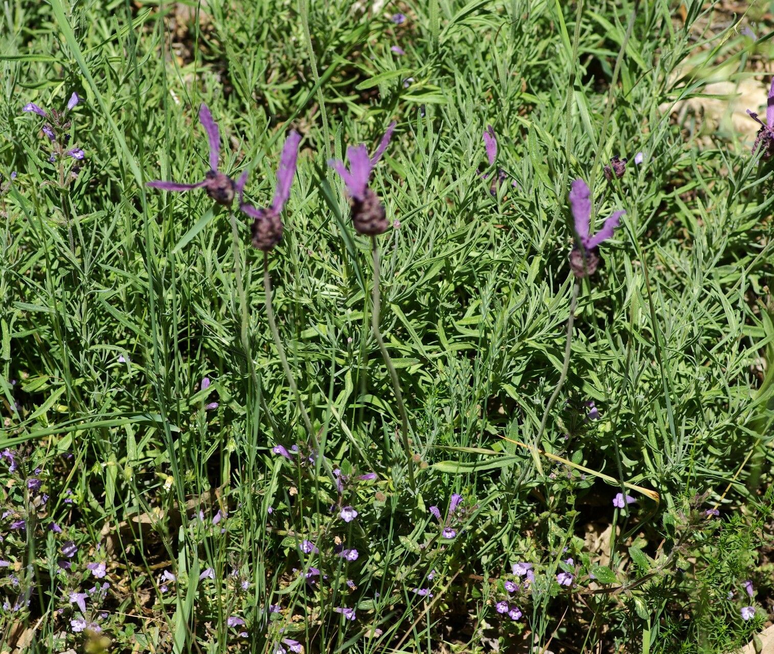 Lavandula pedunculata habit