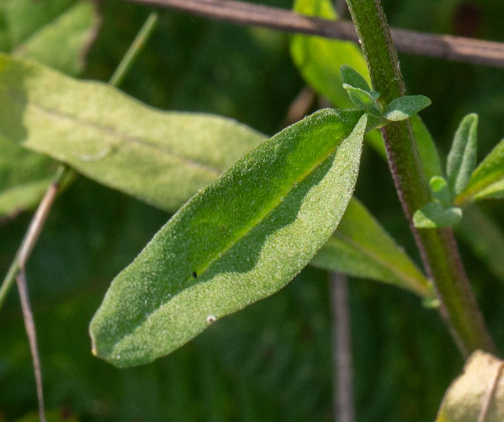 Erysimum cheiranthoides — search result for 'Erysimum'