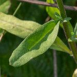 Erysimum cheiranthoides