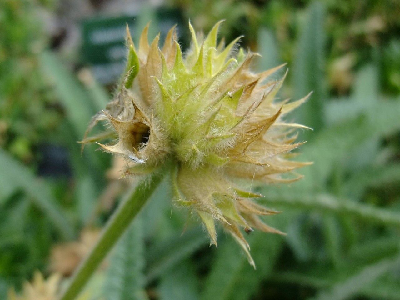 Stachys ossetica flower