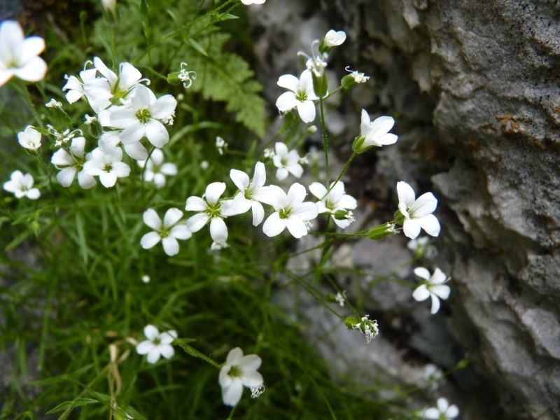 Minuartia villarii habit