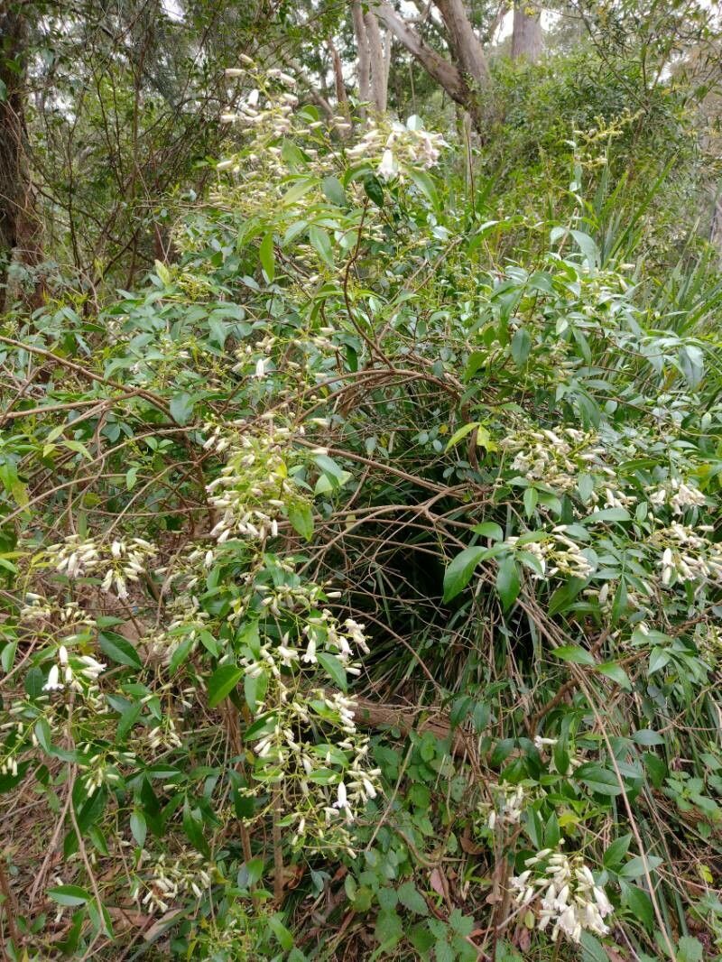 Pandorea pandorana habit