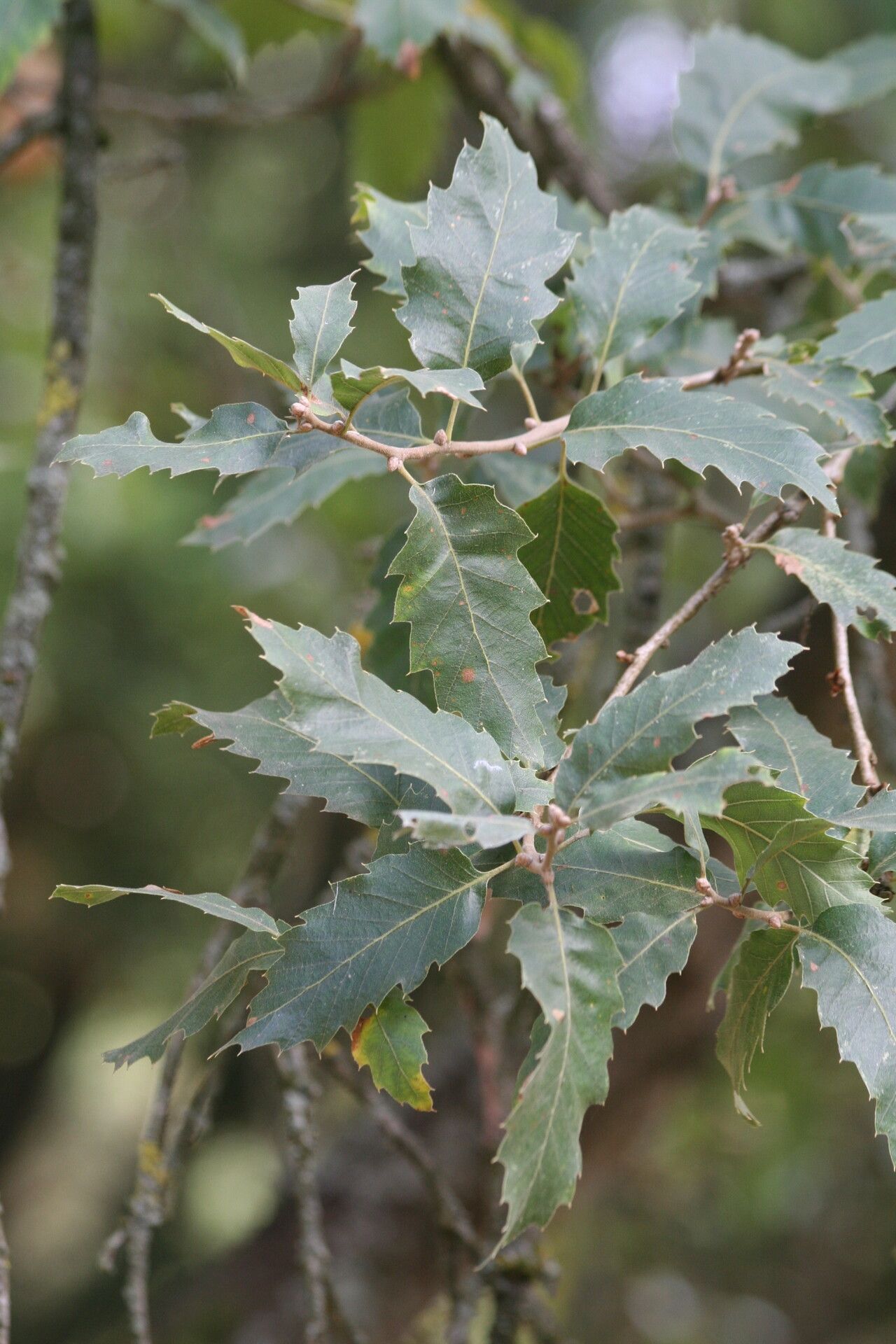 Quercus brantii — search result for 'Iraq'