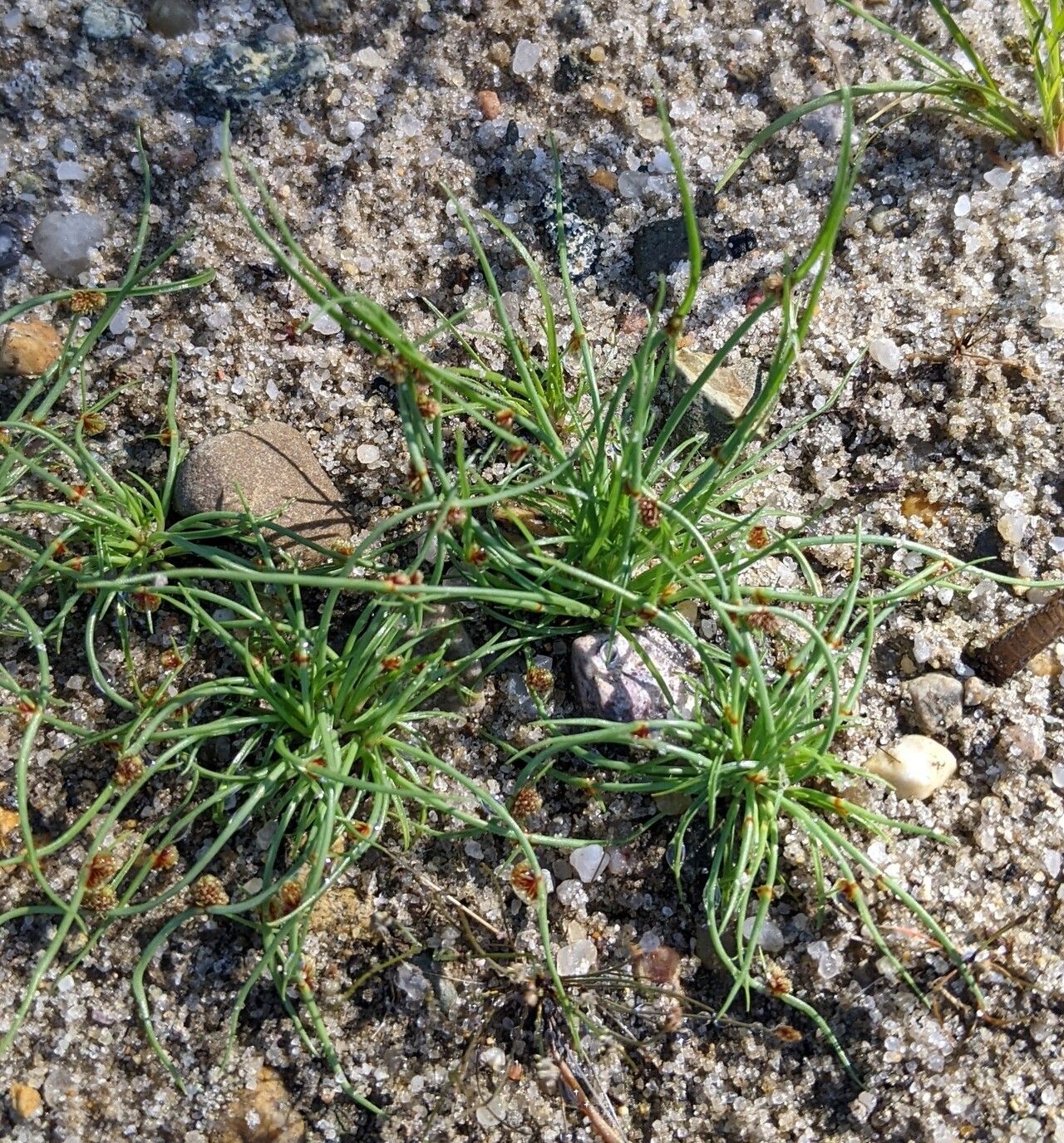 Cyperus subsquarrosus habit