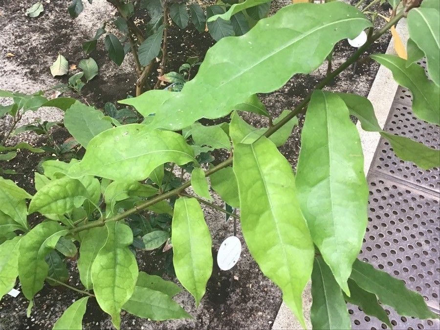 Laurus novocanariensis