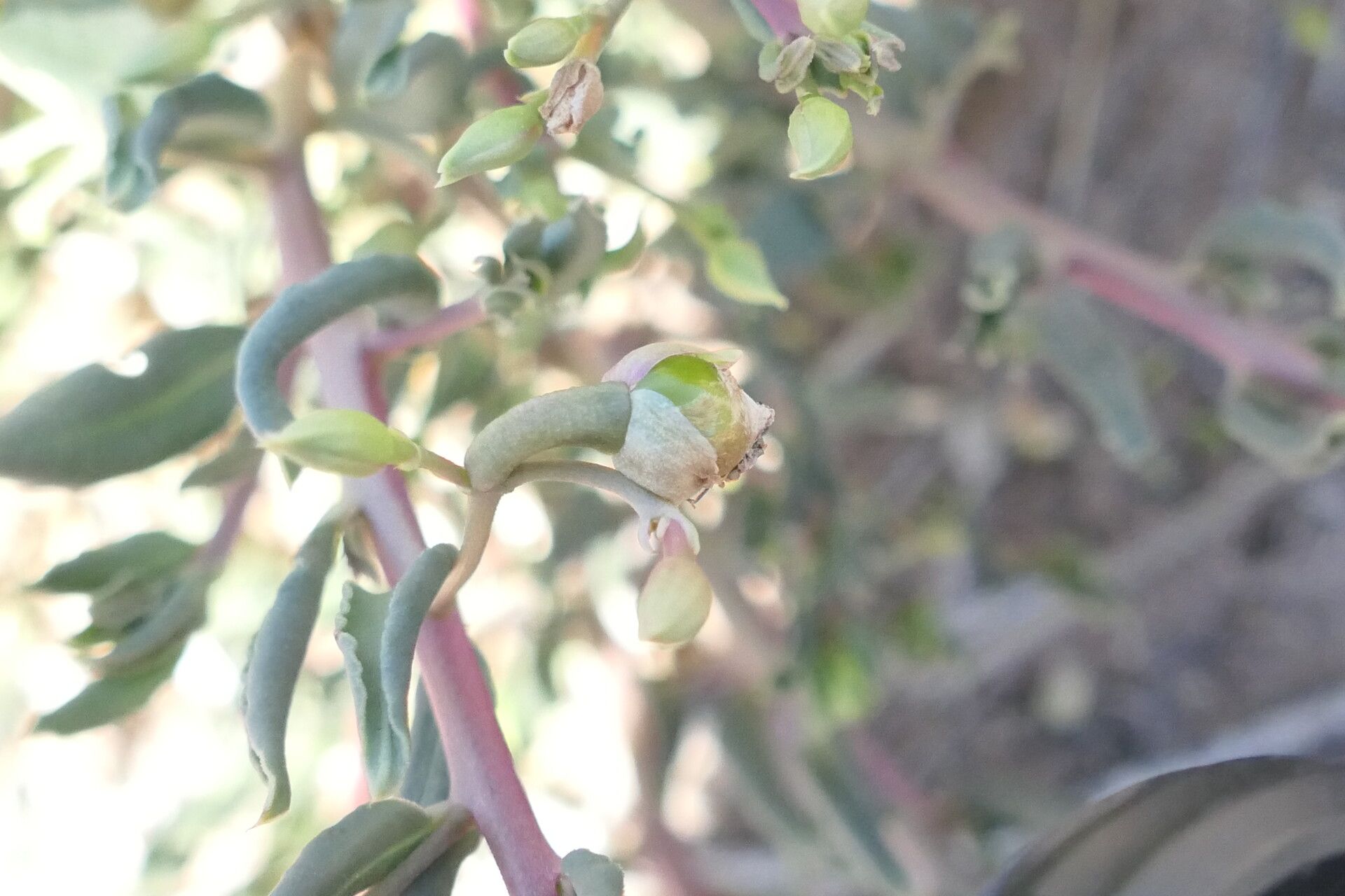 Talinum arnotii flower