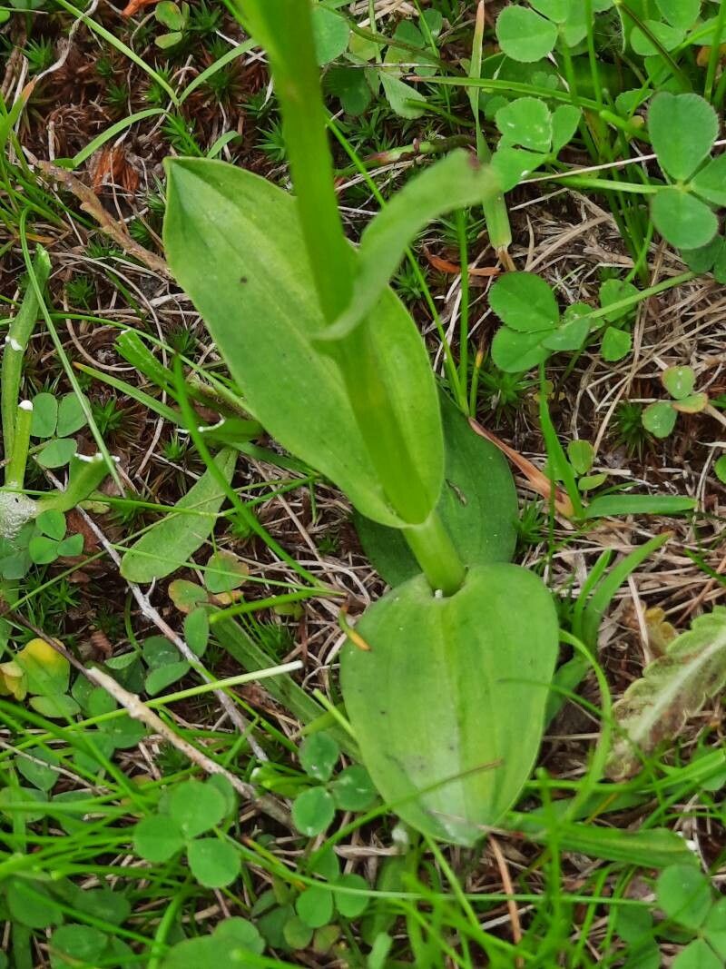 Dactylorhiza viridis — search result for 'Orchidaceae'