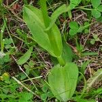 Dactylorhiza viridis