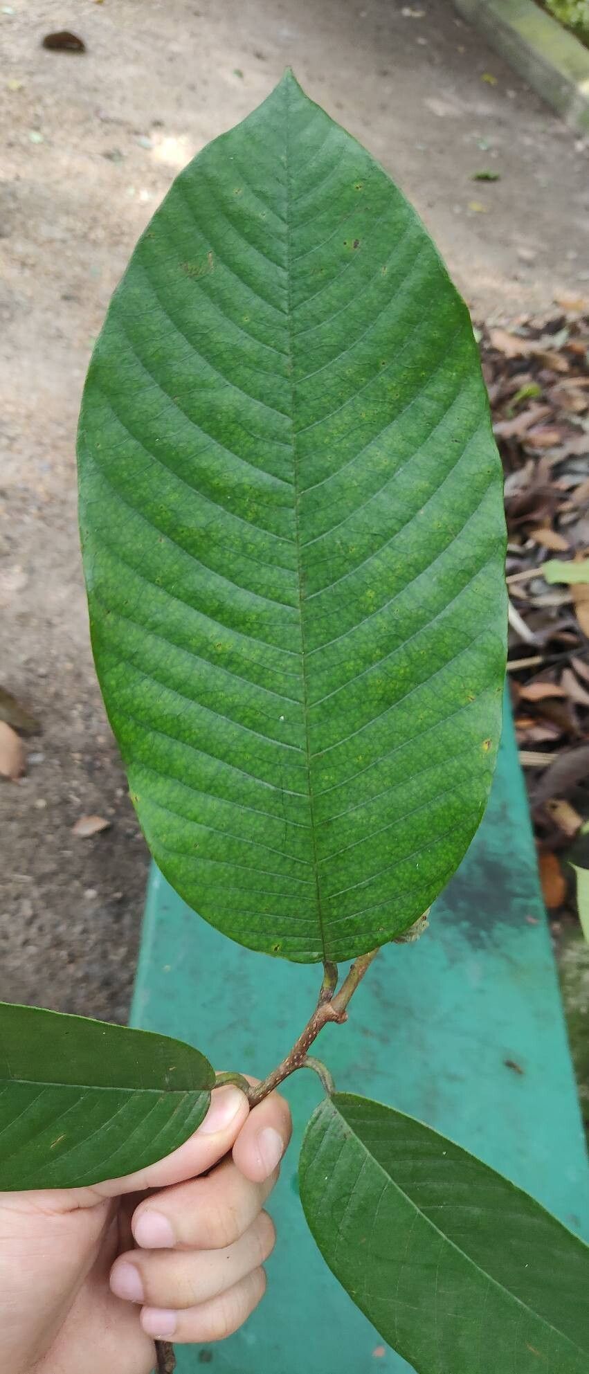Annona neoinsignis leaf