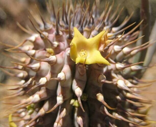 Hoodia alstonii flower
