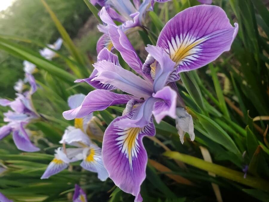 Iris tenax flower