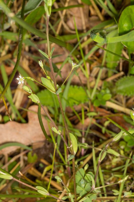 Stellaria alsine bark