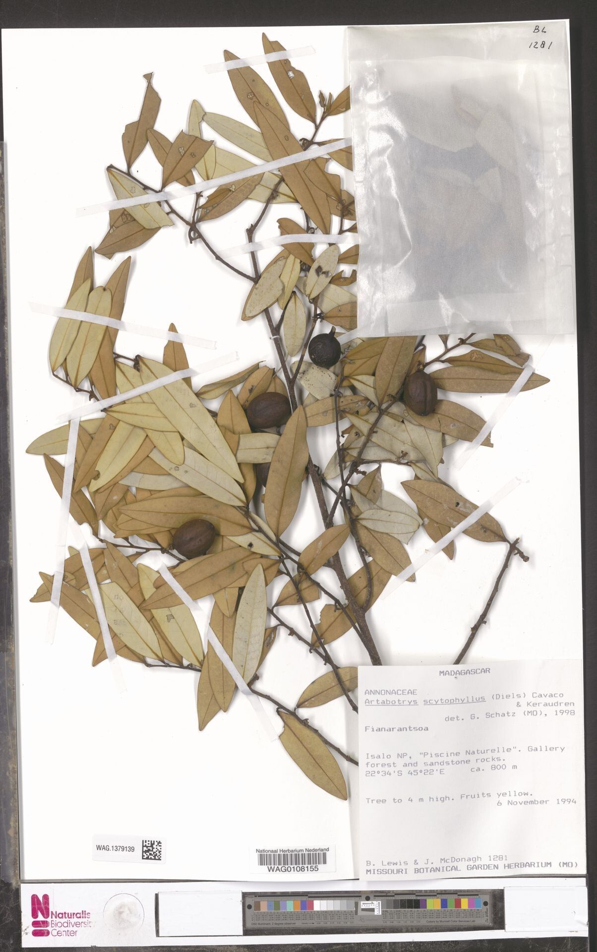 Artabotrys scytophyllus — houseplant care guide