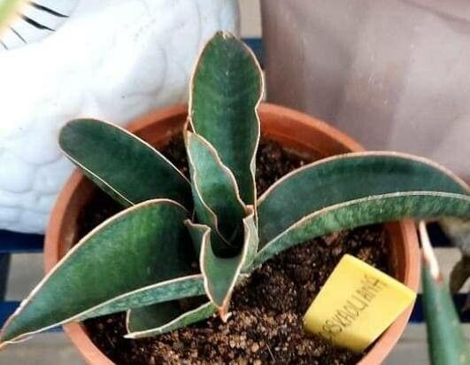 Dracaena forskaliana — search result for 'Dracaena'