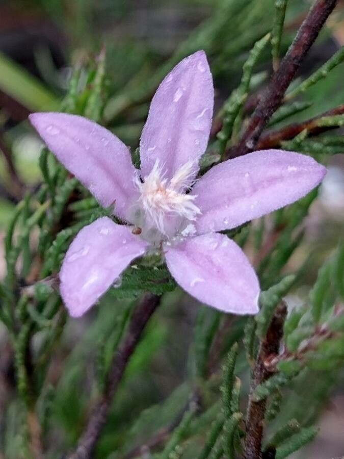 Philotheca reichenbachii flower