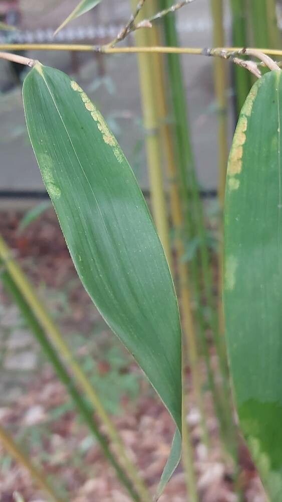 Phyllostachys flexuosa leaf