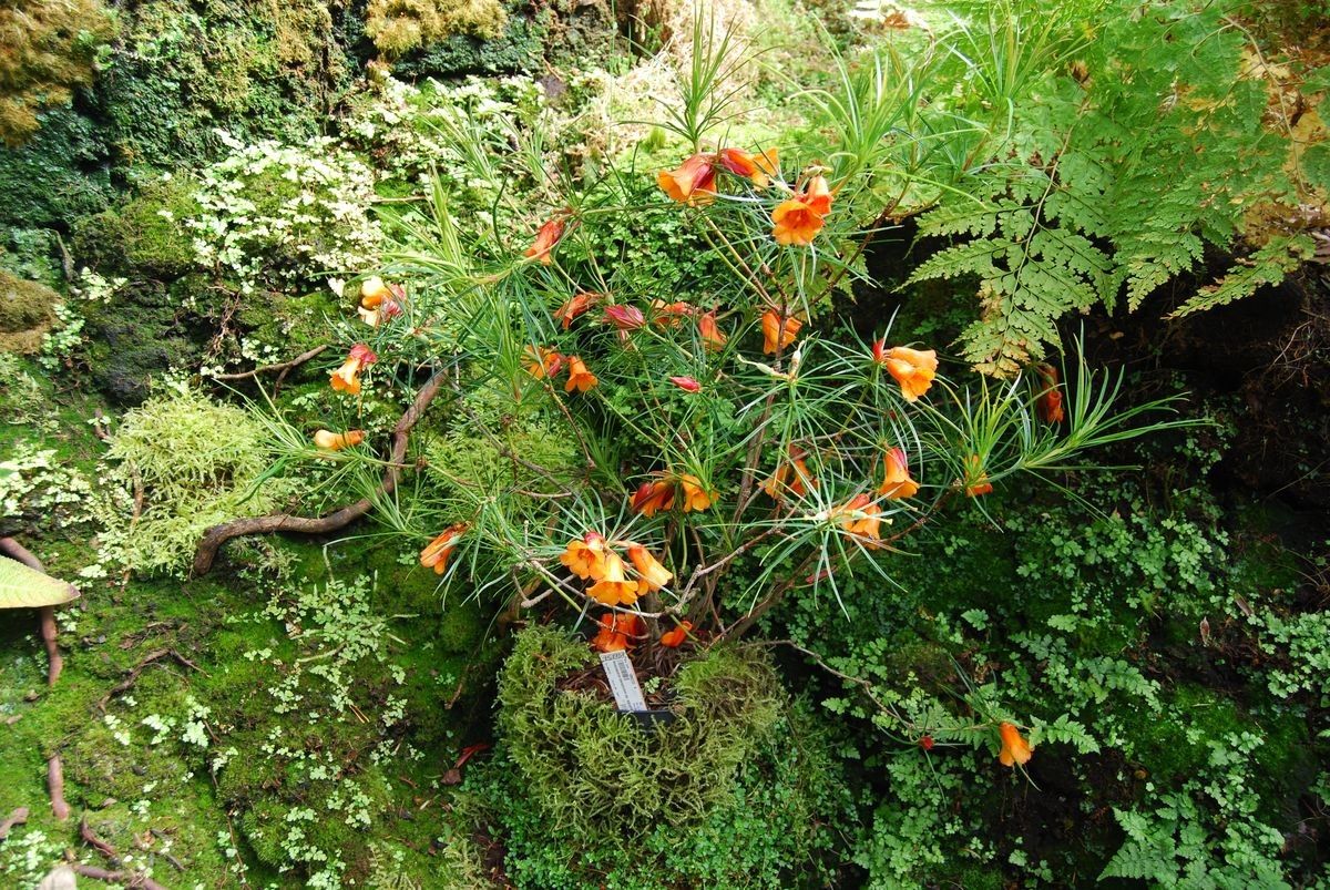 Rhododendron stenophyllum habit