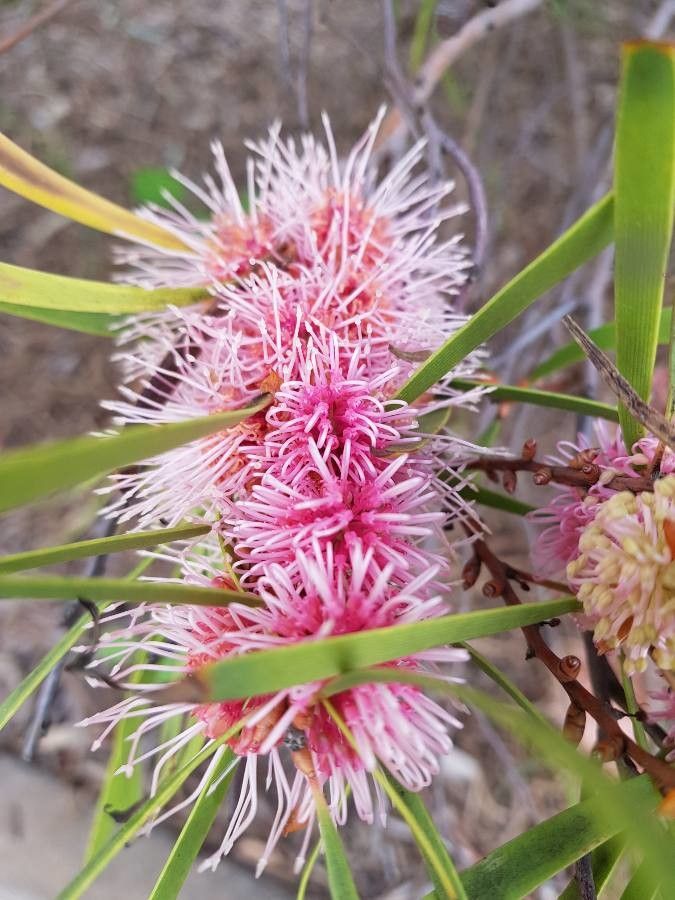 Hakea multilineata flower