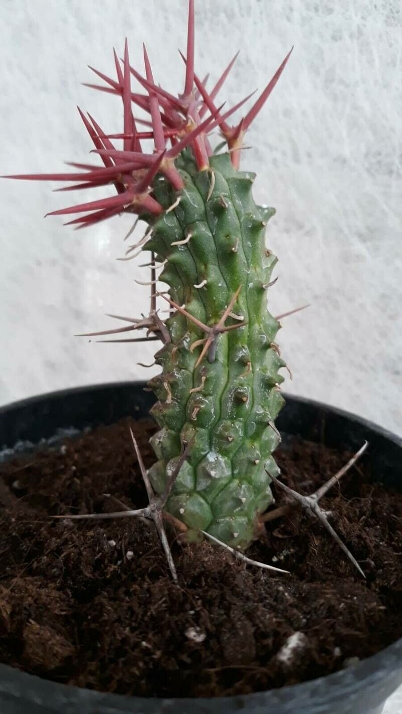 Euphorbia stellispina — houseplant care guide