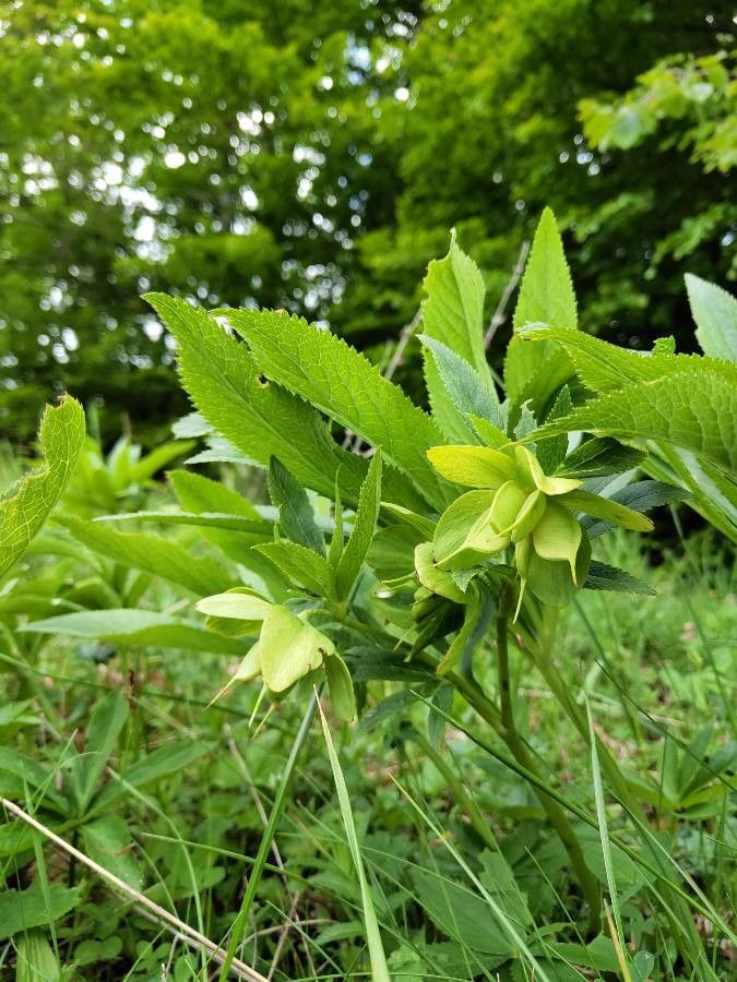 Helleborus odorus fruit