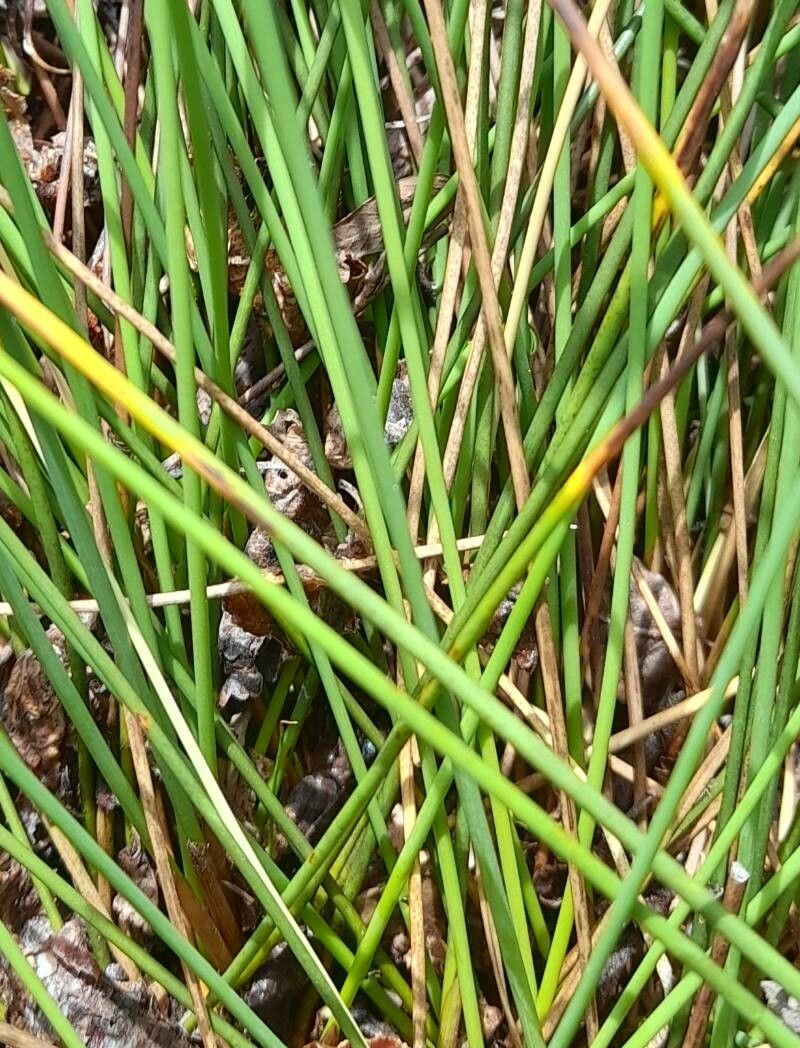 Carex aphylla bark