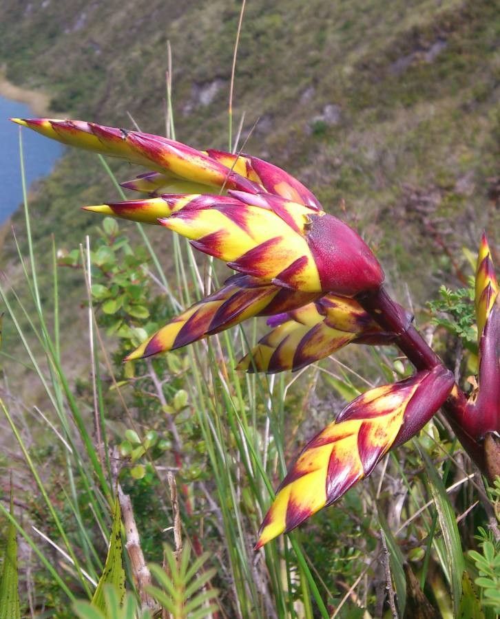 Tillandsia lajensis flower