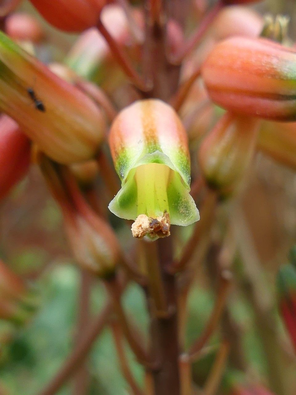 Aloe macra flower