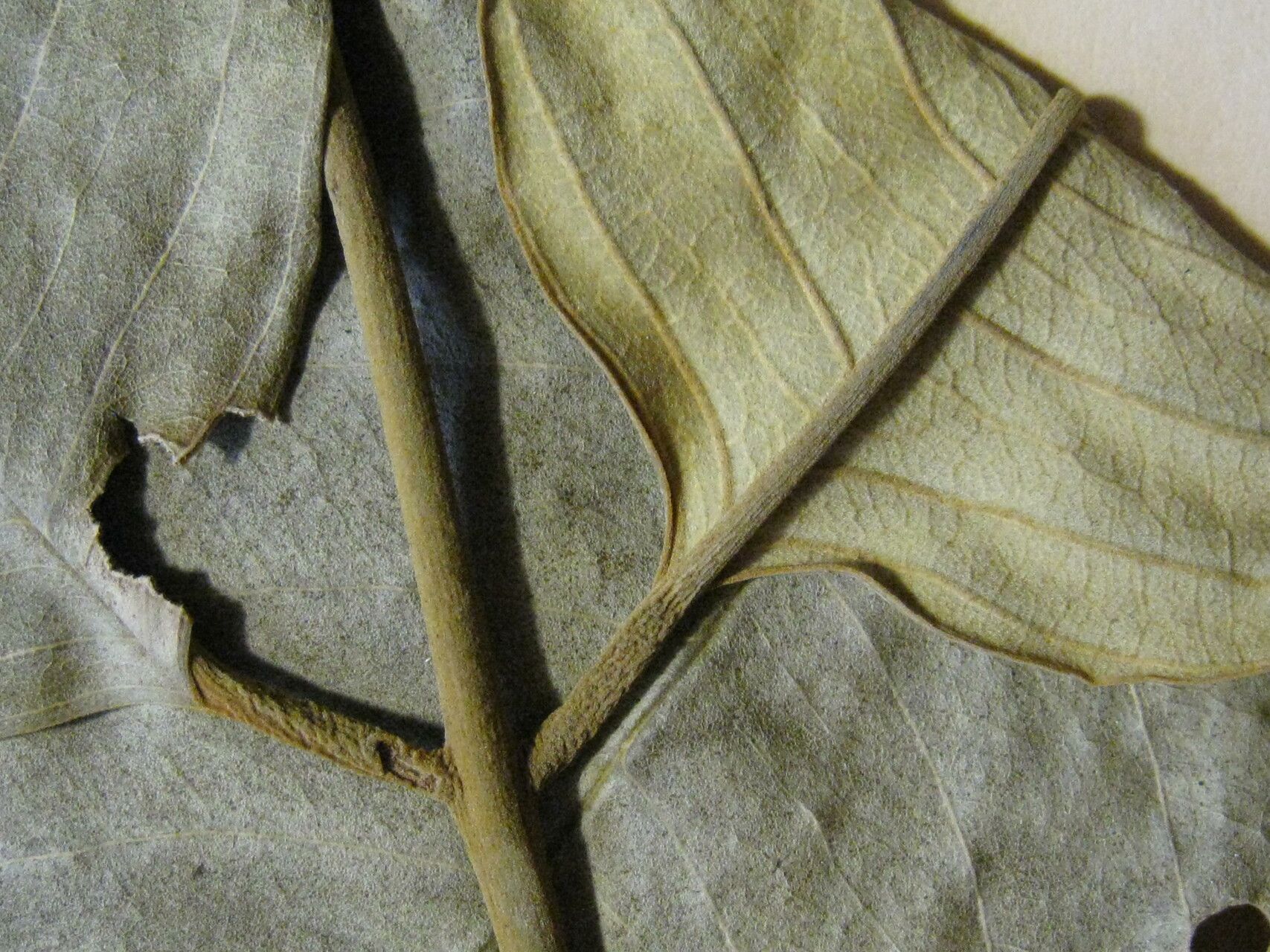 Ormosia bolivarensis — related species from the same genus