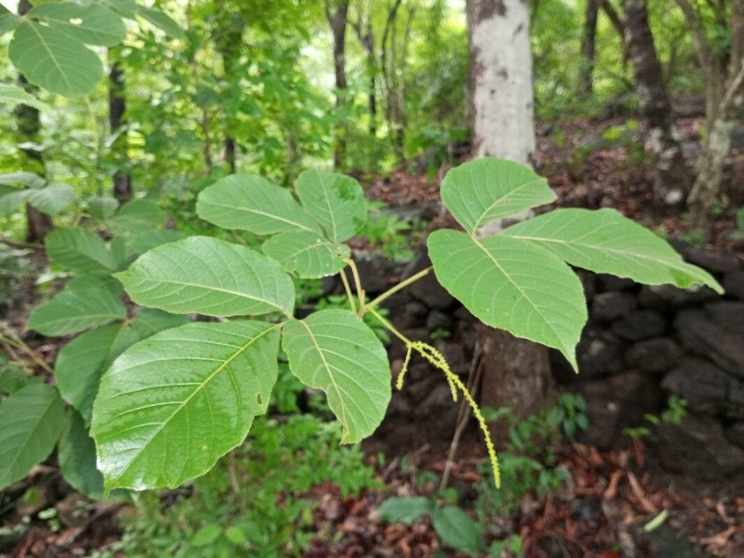 Allophylus serratus — houseplant care guide