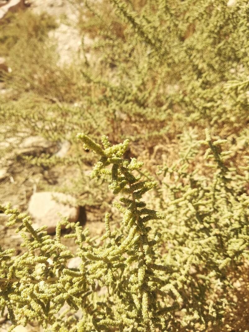 Suaeda aegyptiaca flower