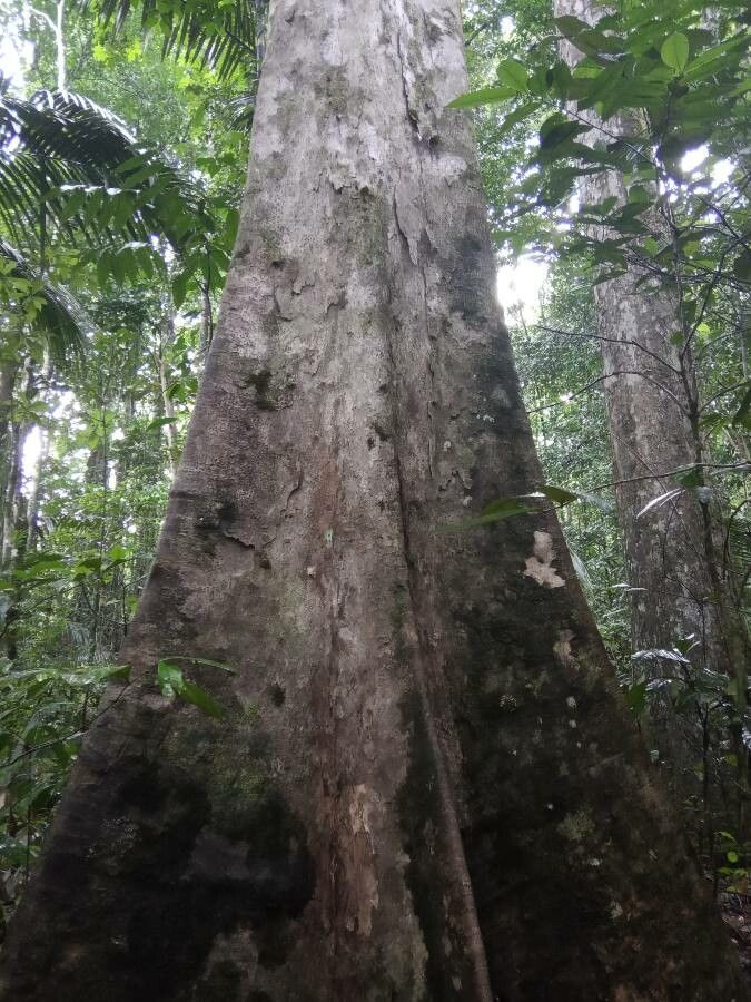 Pradosia cochlearia bark