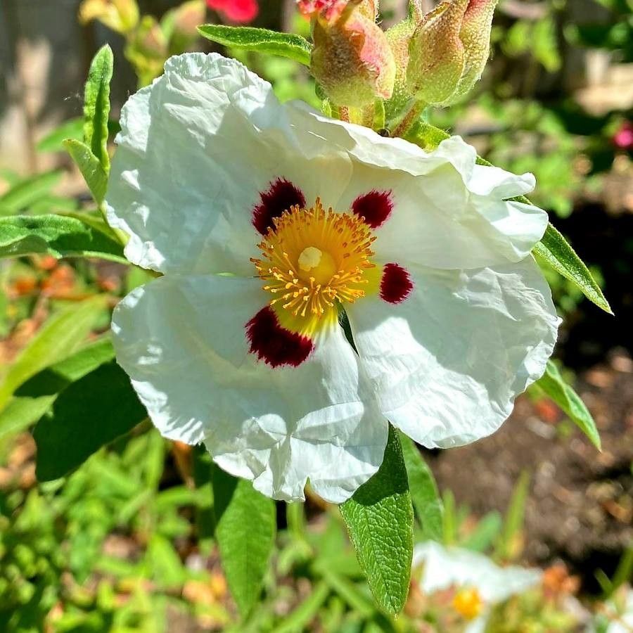 Cistus x stenophyllus — search result for 'Cistus'