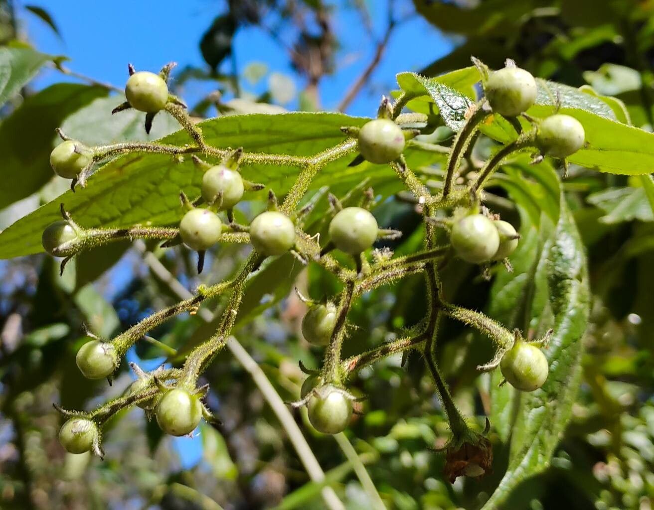 Solanum concinnum fruit