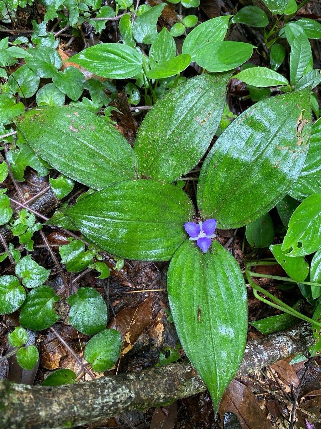 Dichorisandra odorata — houseplant care guide