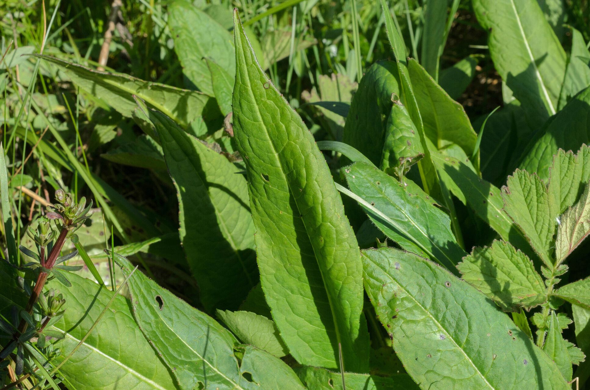 Knautia godetii — search result for 'Knautia'