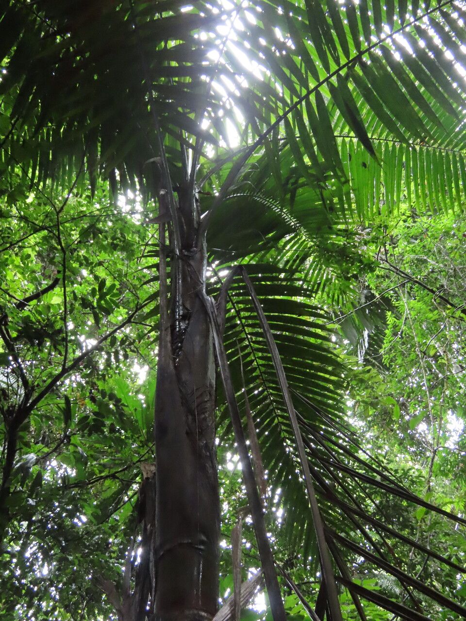 Welfia regia — houseplant care guide