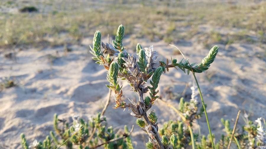 Crucianella maritima — related species from the same genus