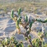 Crucianella maritima