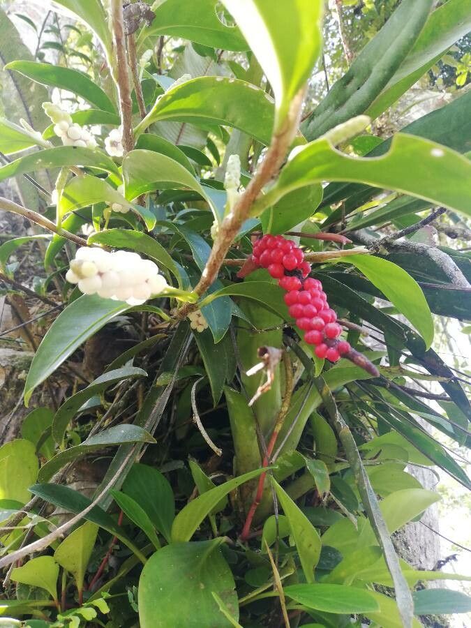 Anthurium obtusum fruit