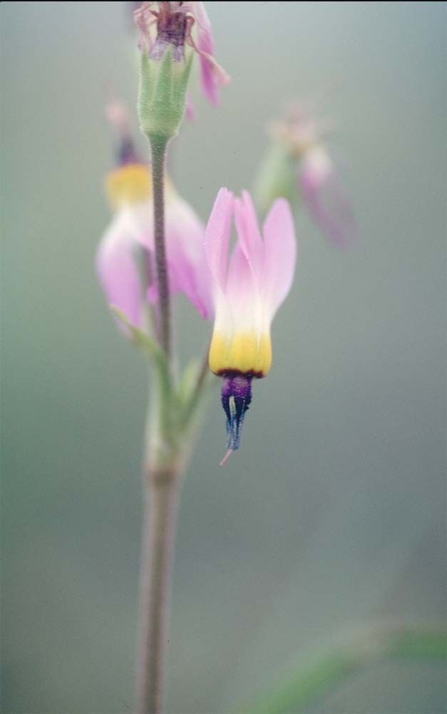 Primula clevelandii flower