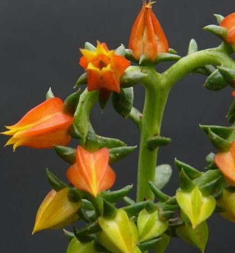 Echeveria tamaulipana flower