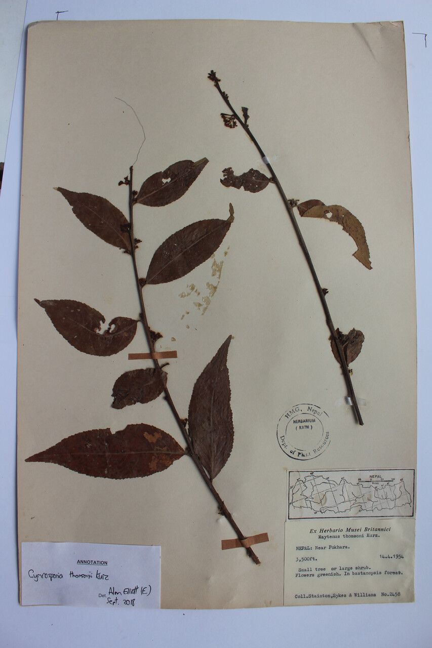 Gymnosporia thomsonii — houseplant care guide