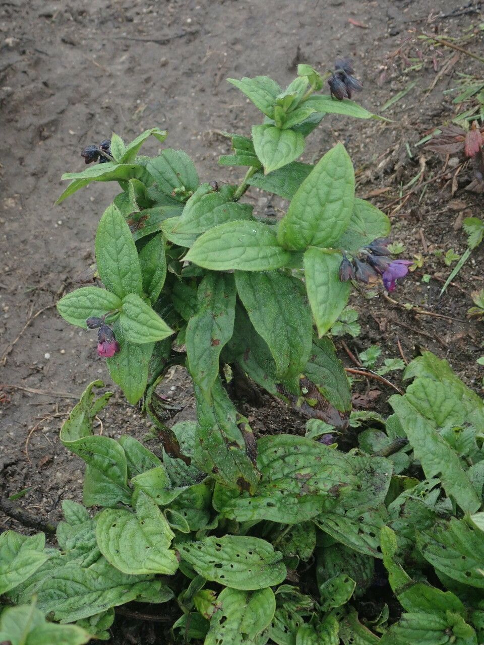 Cynoglossum microglochin — search result for 'Cynoglossum'