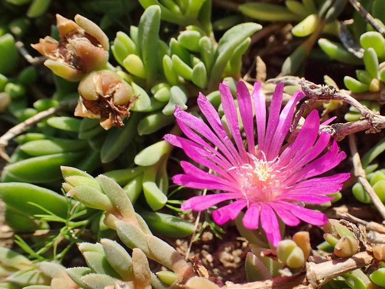Delosperma sutherlandii flower