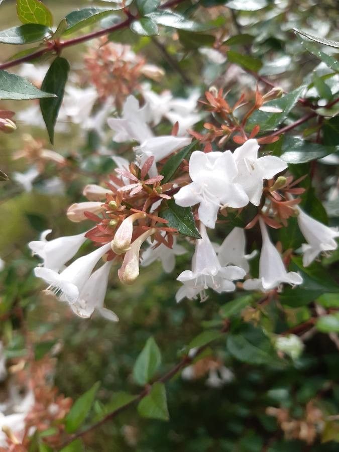 Abelia grandifolia flower