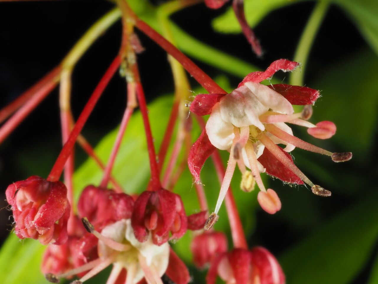 Acer circinatum flower