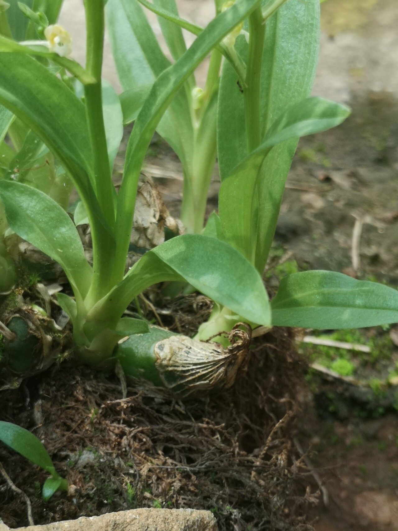 Liparis epiphytica — houseplant care guide